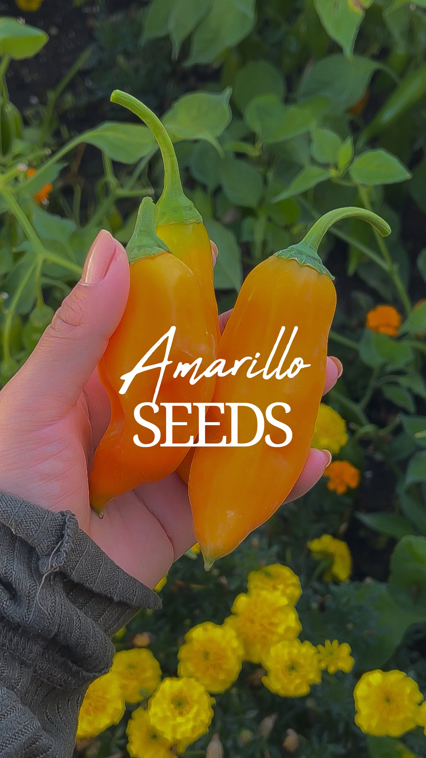 Amarillo Seeds