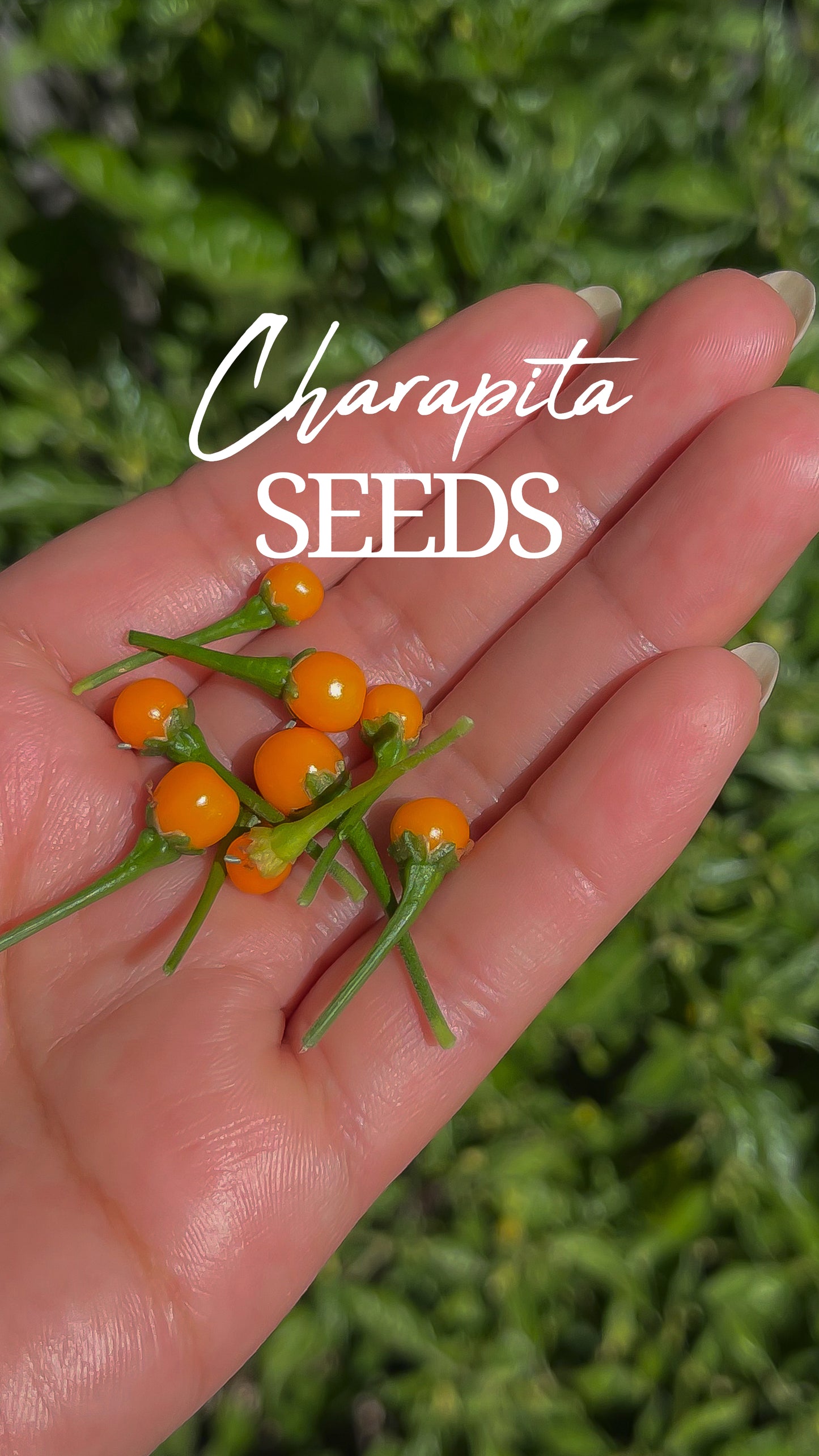 Charapita Seeds