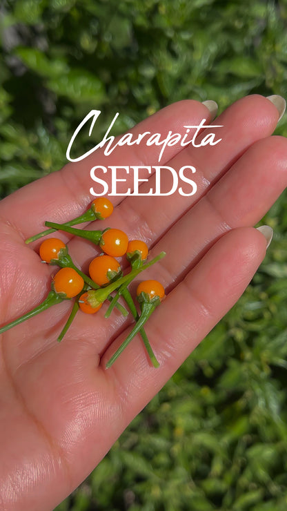 Charapita Seeds