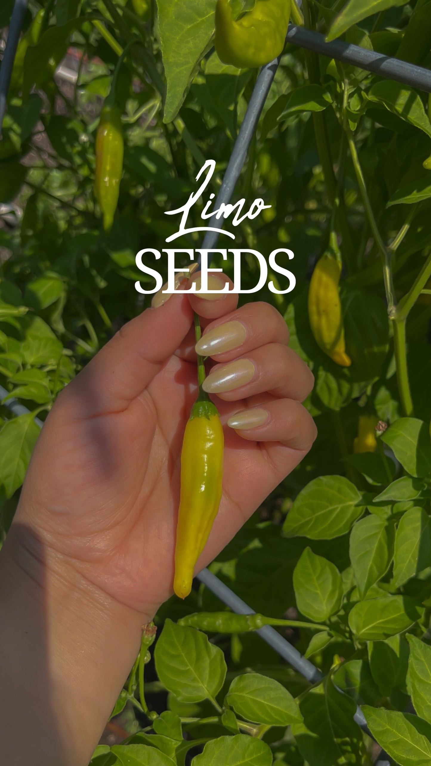 Limo Seeds