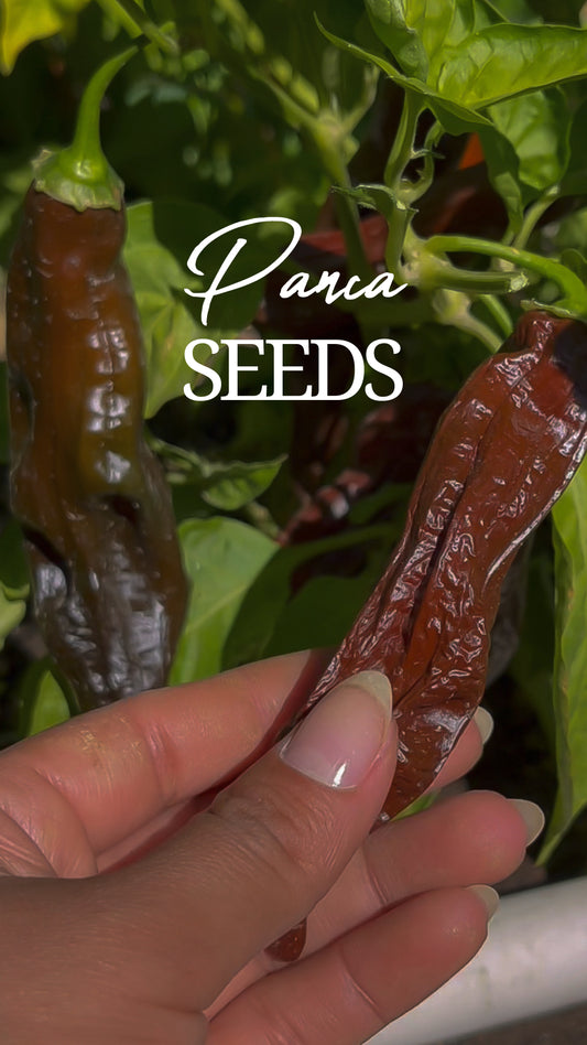 Panca Seeds